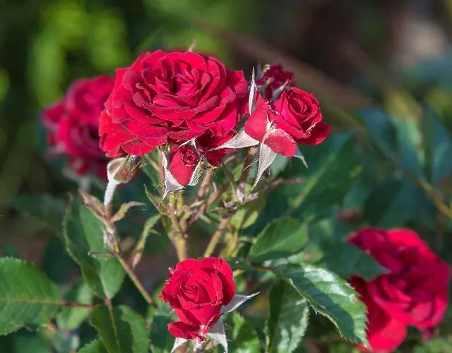 Nikis Rethymno (Crete)